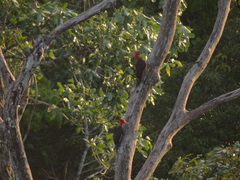 Campephilus rubricollis