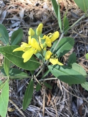 Baptisia lanceolata