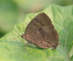 Arhopala athada
