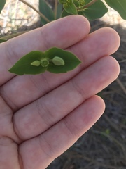 Euphorbia floridana