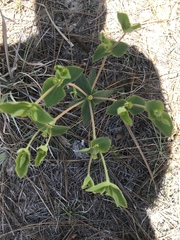 Euphorbia floridana