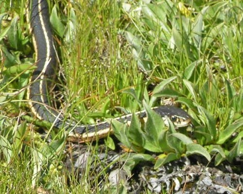 iNaturalist observation photo of Mountain Garter Snake