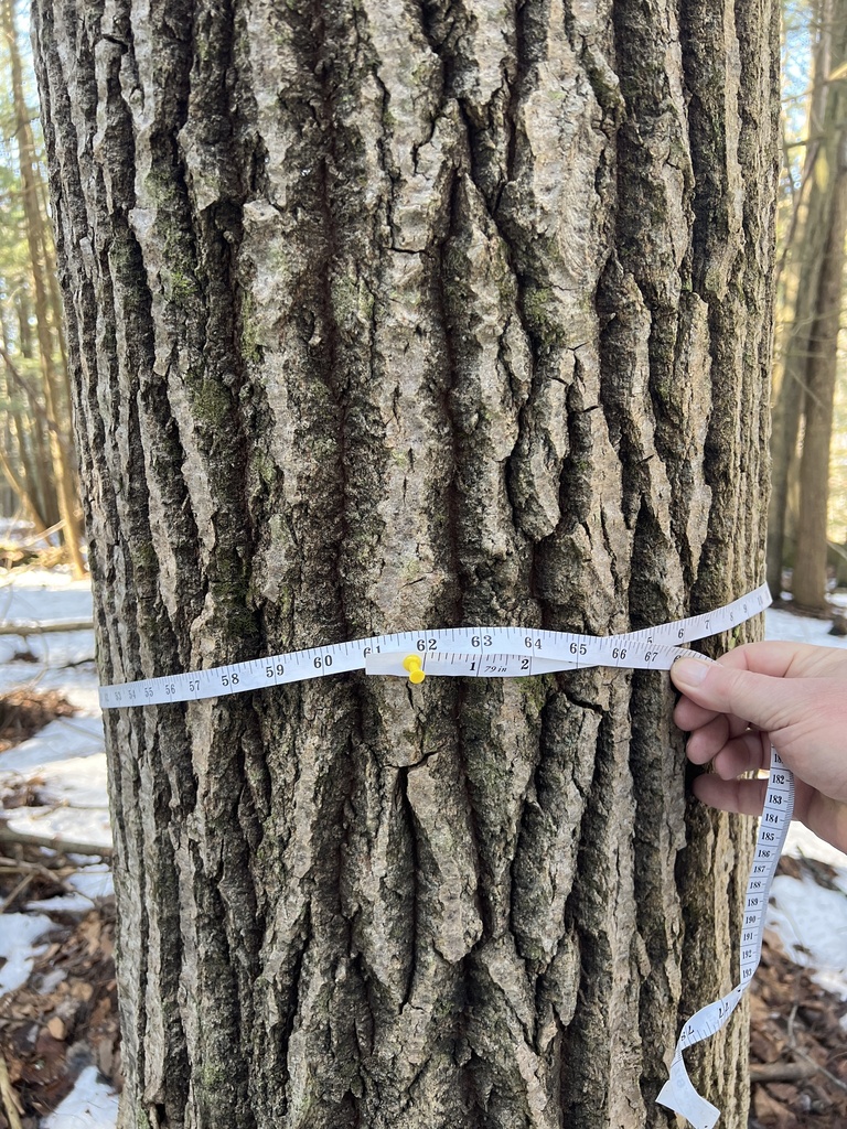 bigtooth aspen from Paradise Park Trail, Windsor, VT, US on February 10 ...