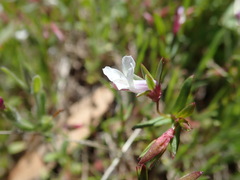 Collinsia sparsiflora