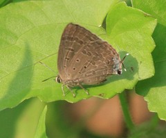 Arhopala atrax