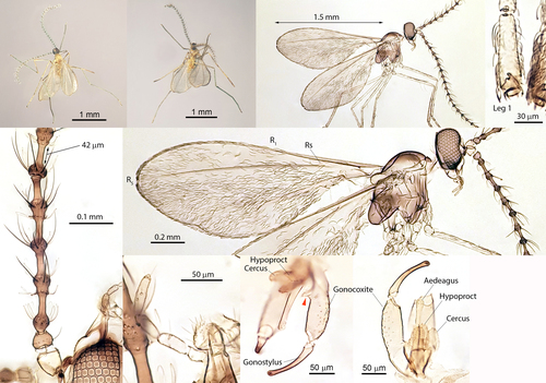 Lestodiplosis achilleae