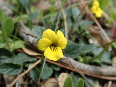 Viola purpurea