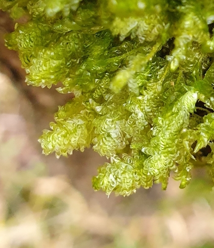 Image of Neckera pumila by no rights reserved