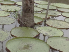 Victoria amazonica