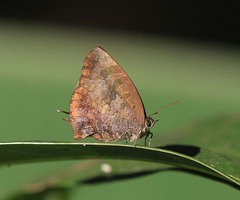 Arhopala bazalus