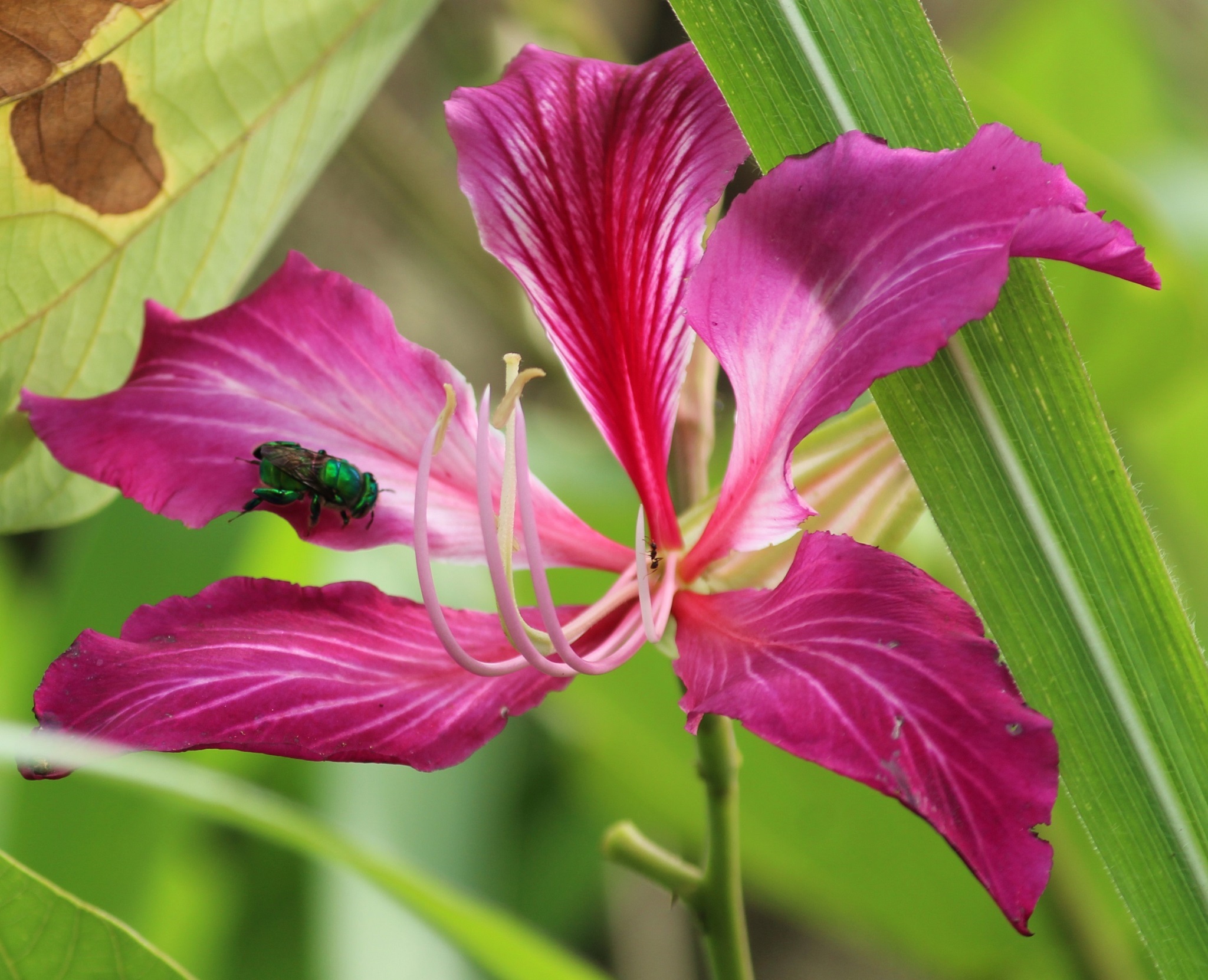 Imagem de Orquídea-de-hong-kong