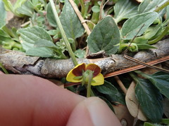 Viola purpurea