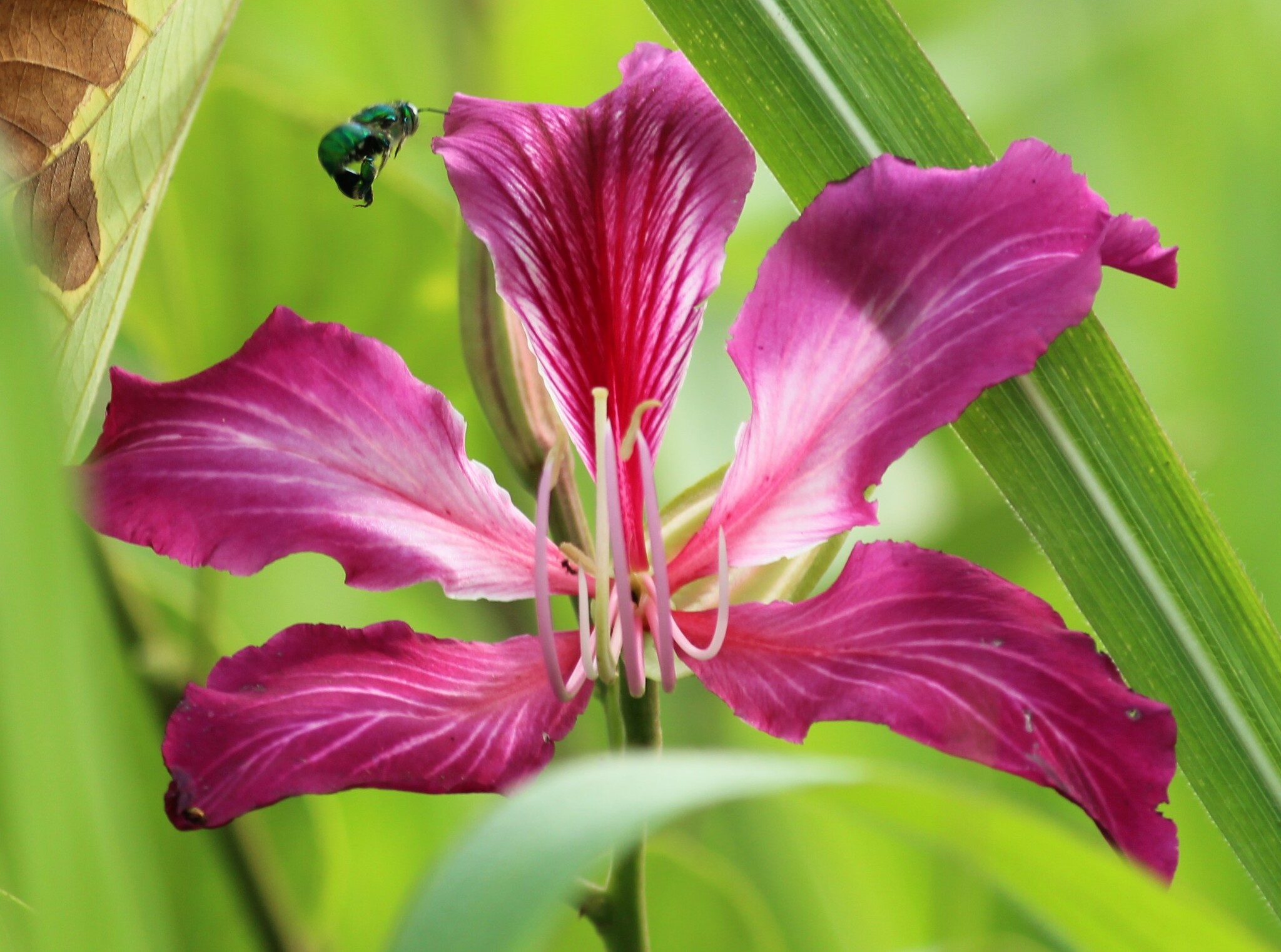 Imagem de Orquídea-de-hong-kong
