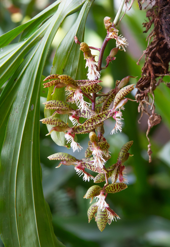 Foto de Catasetum barbatum é popularmente conhecida como "catasetum"