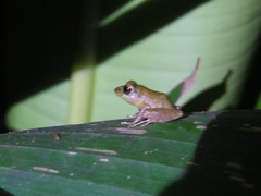 Pristimantis caryophyllaceus