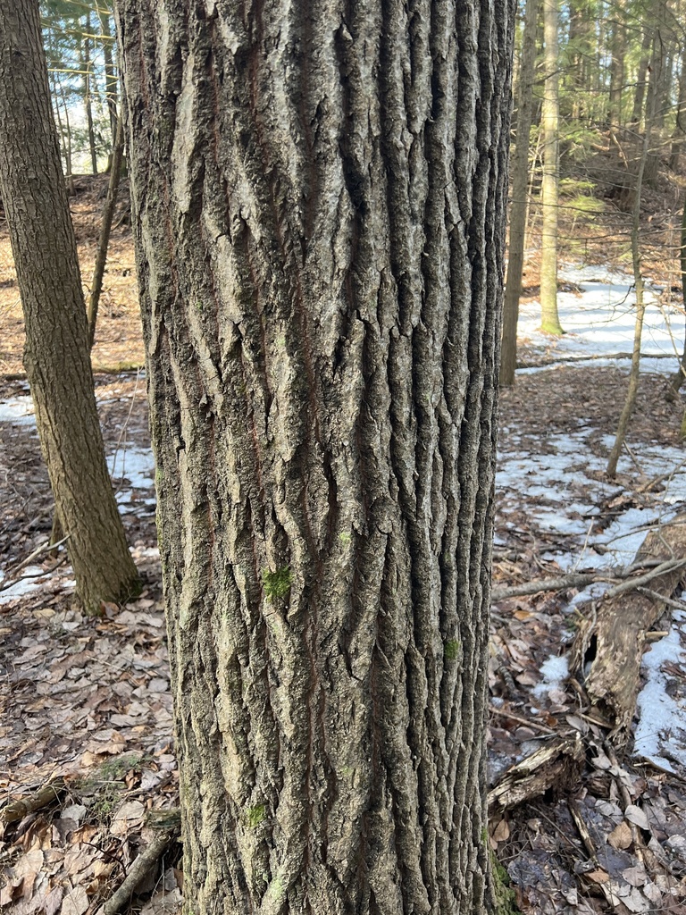 bigtooth aspen from Lake Runnenede, Windsor, VT, US on February 10 ...