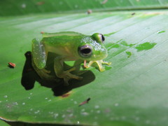 Teratohyla pulverata