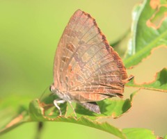 Arhopala bazalus