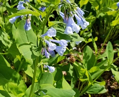 Anthophora villosula
