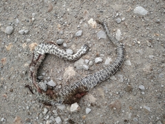 Sistrurus tergeminus