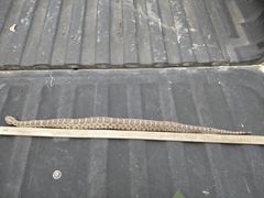 Sistrurus tergeminus