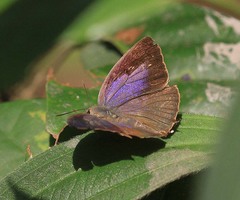 Arhopala bazalus