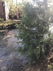 Calocedrus