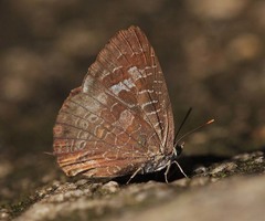 Arhopala birmana