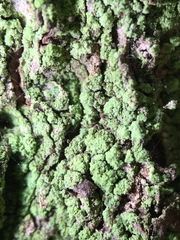 Chaenotheca stemonea