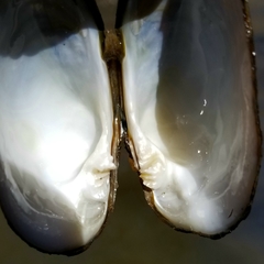 Alasmidonta undulata