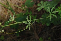 Sidalcea asprella