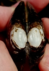 Alasmidonta undulata