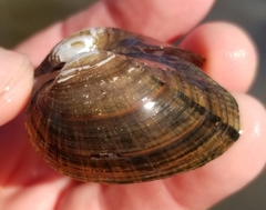 Alasmidonta undulata