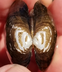 Alasmidonta undulata