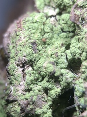 Chaenotheca stemonea