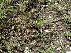 Escobaria missouriensis