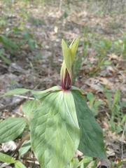 Trillium viridescens