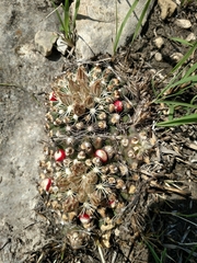 Escobaria missouriensis