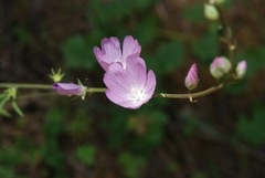 Sidalcea asprella