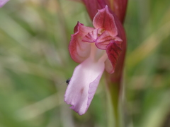 Anacamptis papilionacea papilionacea