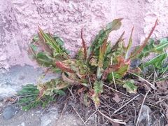 Rumex longifolius