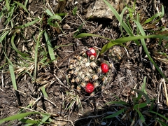 Escobaria missouriensis