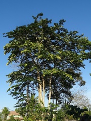 Pterocarpus rohrii