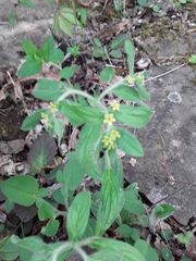 Lithospermum tuberosum
