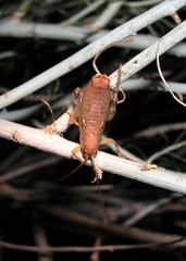 Gammarotettix aesculus