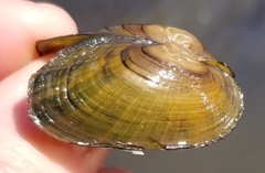 Strophitus undulatus