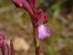 Anacamptis papilionacea papilionacea