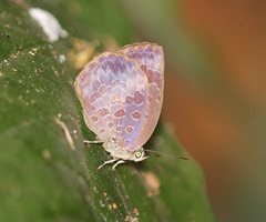 Arhopala epimete