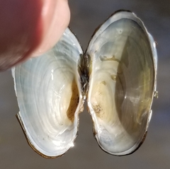 Strophitus undulatus