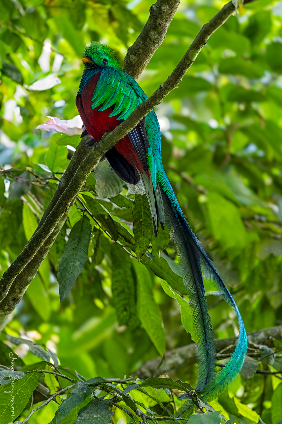 Resplendent Quetzal (Pharomachrus mocinno) · iNaturalist